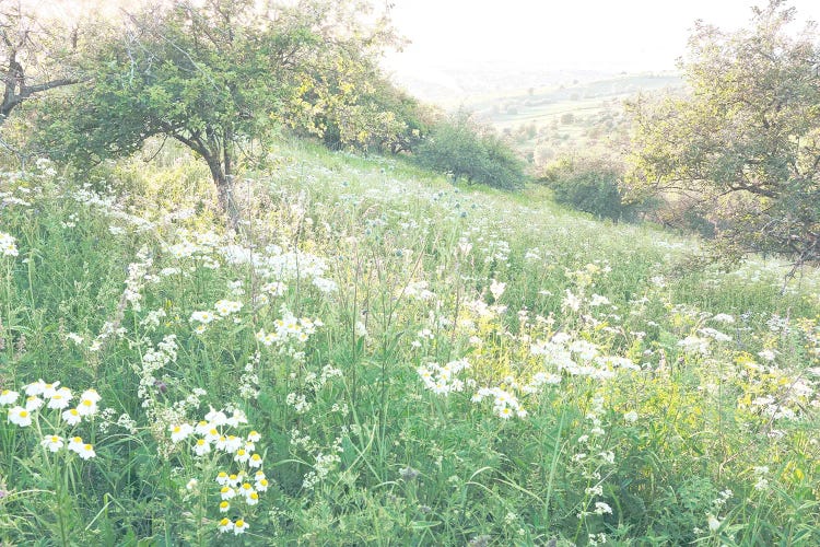 Sunrise On Daisies