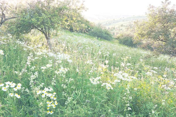 Daisies: Sunrise On Daisies by Leah Straatsma