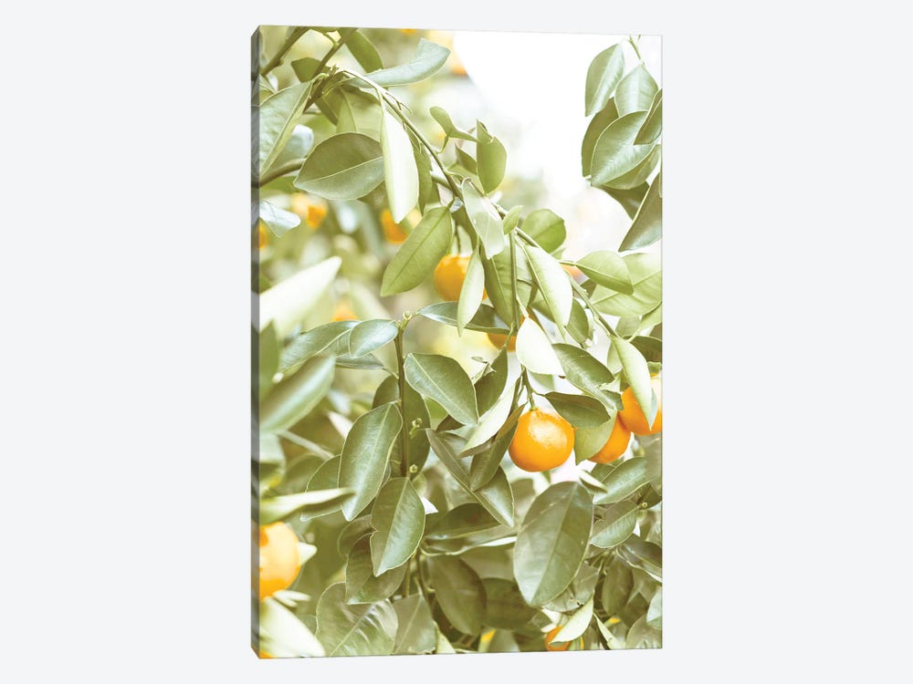 That Citrus Place by Leah Straatsma 1-piece Canvas Wall Art