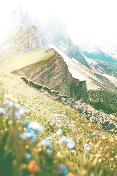 Rocky Mountains: The Hills Are Alive With Wildflowers by Leah Straatsma