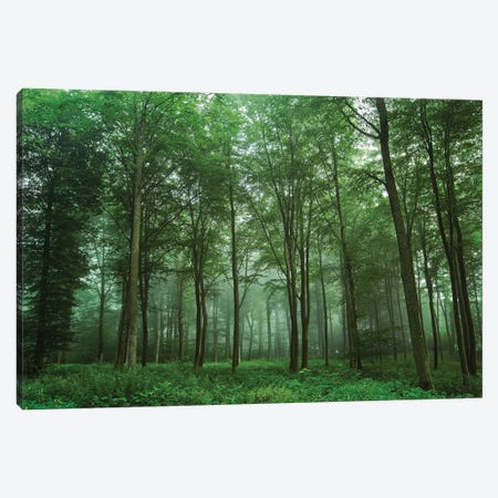 Forest View Canvas Print #LEI11} by Leif Londal Canvas Art