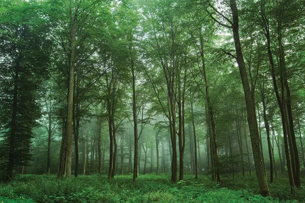Forest View