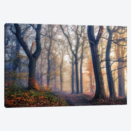 The Forest Path Canvas Print #LEI13} by Leif Londal Canvas Art