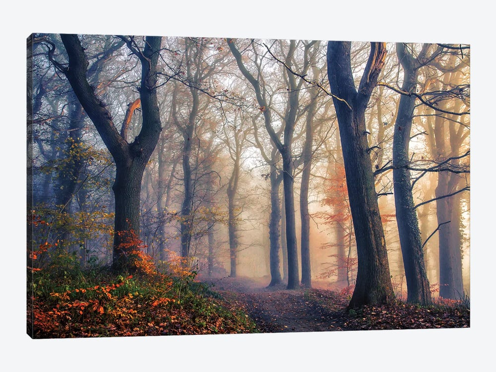The Forest Path by Leif Londal 1-piece Canvas Wall Art