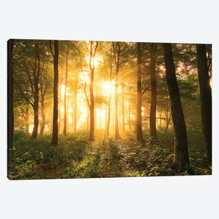 Light in The Forest Canvas Print #LEI1} by Leif Londal Art Print
