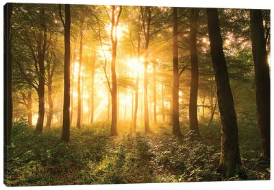 Light in The Forest Canvas Art Print