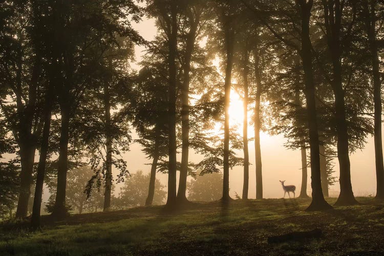 Deer In The Morning Mist