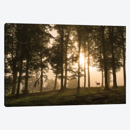 Deer In The Morning Mist. Canvas Print #LEI6} by Leif Londal Canvas Art