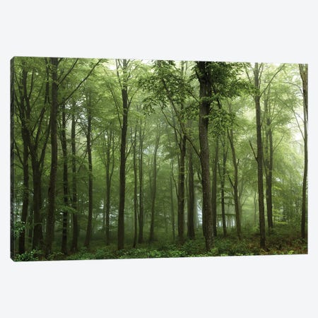 Forest... Canvas Print #LEI7} by Leif Londal Canvas Wall Art