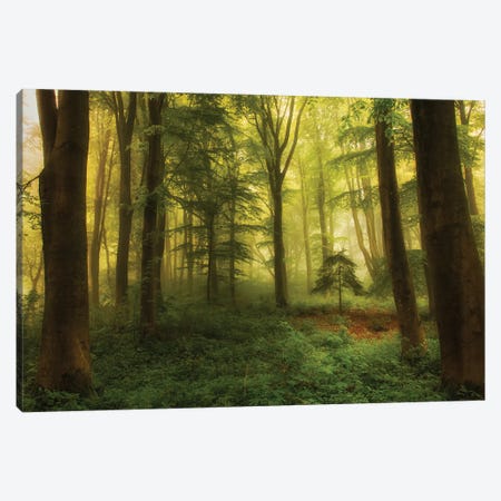 The Little Tree Canvas Print #LEI8} by Leif Londal Canvas Print