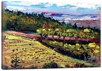 Bay Area Vineyard I Canvas Art Print - Vineyard Art