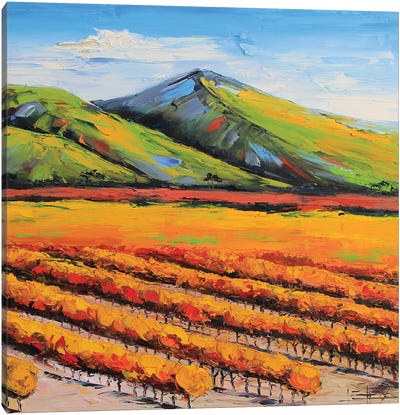 Napa Vineyard Canvas Art Print - Napa Valley