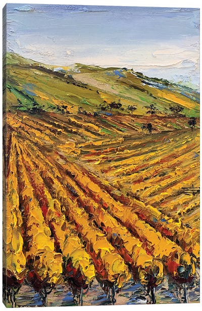 Viansa Winery Canvas Art Print - Vineyard Art