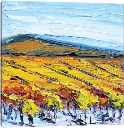 Napa Vines Canvas Art Print - Napa Valley