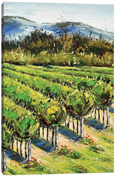 Spring In The Vineyard, Carmel River Valley Winery Canvas Art Print - Valley Art