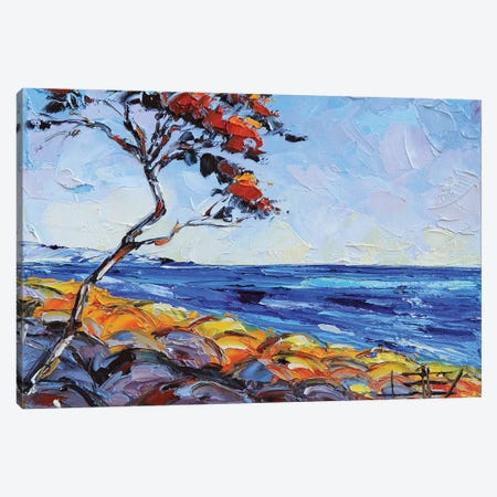 Monterey Cypress Tree At Pebble Beach Golf Course Canvas Print #LEL543} by Lisa Elley Art Print
