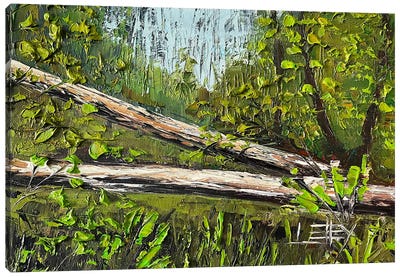 California Redwoods, Humboldt State Park Canvas Art Print - Redwood Tree Art