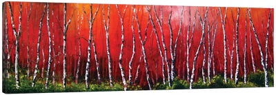 Reverie Canvas Art Print - Aspen and Birch Trees