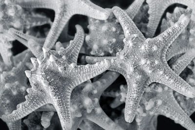 Knobby Starfish, USA by Lisa S. Engelbrecht canvas print