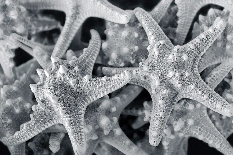 Knobby Starfish, USA