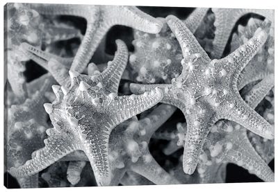 Knobby Starfish, USA Canvas Art Print