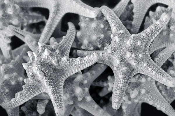 Lisa S. Engelbrecht: Knobby Starfish, USA by Lisa S. Engelbrecht