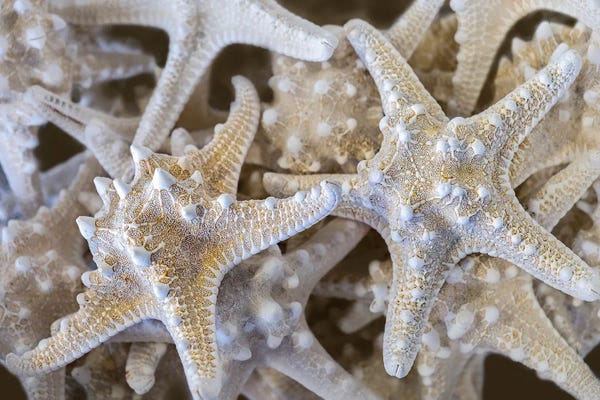 Lisa S. Engelbrecht: Knobby Starfish, USA by Lisa S. Engelbrecht