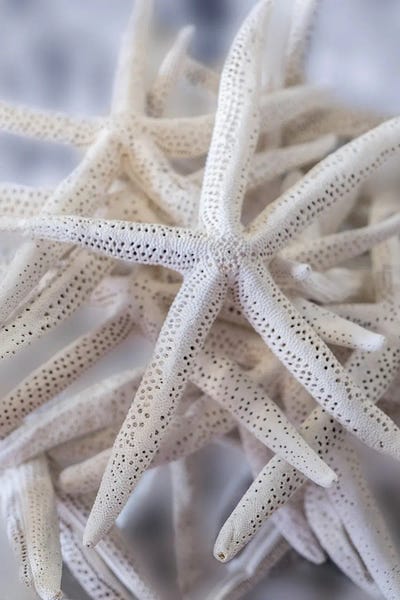 Lisa S. Engelbrecht: Jumbo White Spider Star, USA by Lisa S. Engelbrecht