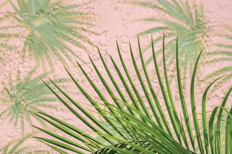 Areca palm in front of painter palm mural, USA