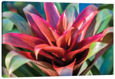 Red and green Bromeliad, USA Canvas Art Print
