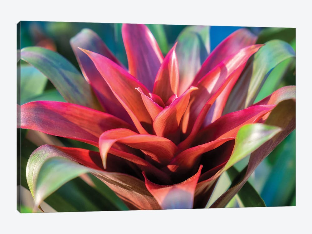 Red and green Bromeliad, USA by Lisa S. Engelbrecht 1-piece Canvas Wall Art