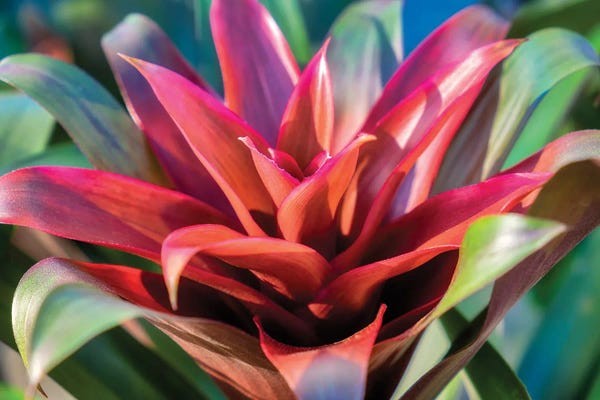 Lisa S. Engelbrecht: Red and green Bromeliad, USA by Lisa S. Engelbrecht