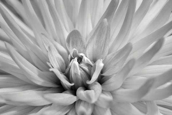 Dahlias: Pink Dahlia I, USA by Lisa S. Engelbrecht