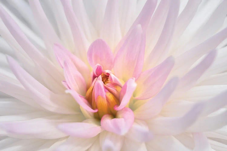 Pink Dahlia II, USA