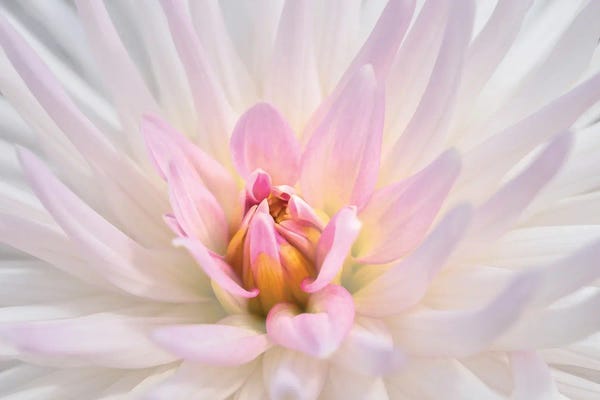 Lisa S. Engelbrecht: Pink Dahlia II, USA by Lisa S. Engelbrecht