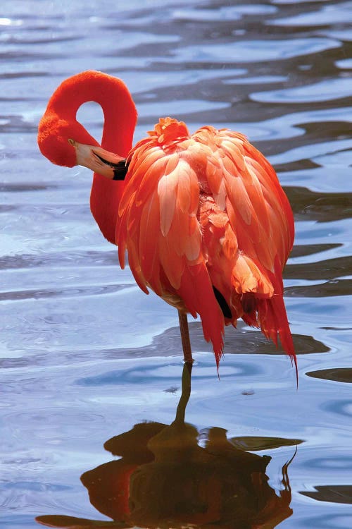 The Beautiful Flamingo