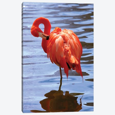 The Beautiful Flamingo Canvas Print #LEN3} by Lisa S. Engelbrecht Canvas Art