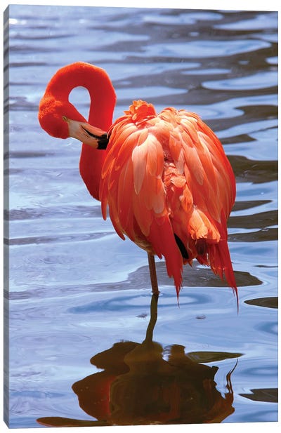 The Beautiful Flamingo Canvas Art Print