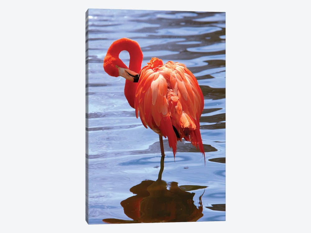 The Beautiful Flamingo by Lisa S. Engelbrecht 1-piece Art Print