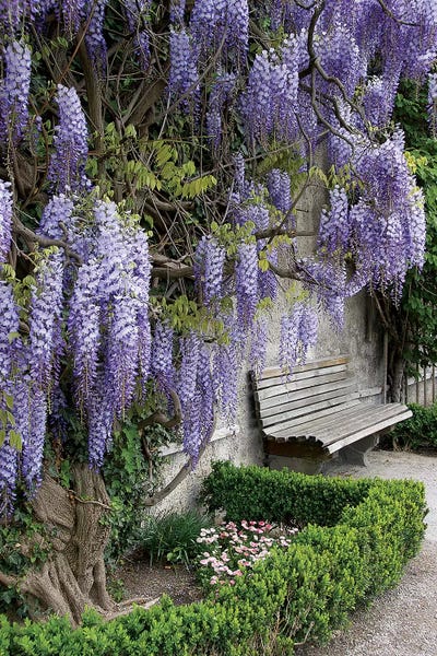 Europe, Austria, Salzburg Stadt, Salzburg, Wisteria In Mirabell Garden by Lisa S. Engelbrecht framed canvas print