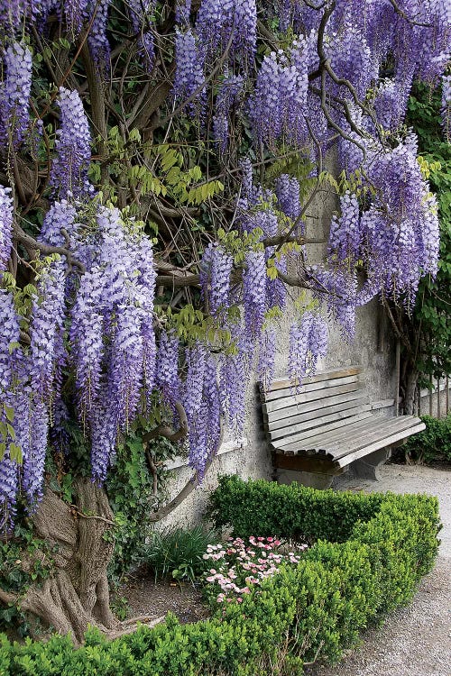 Europe, Austria, Salzburg Stadt, Salzburg, Wisteria In Mirabell Garden