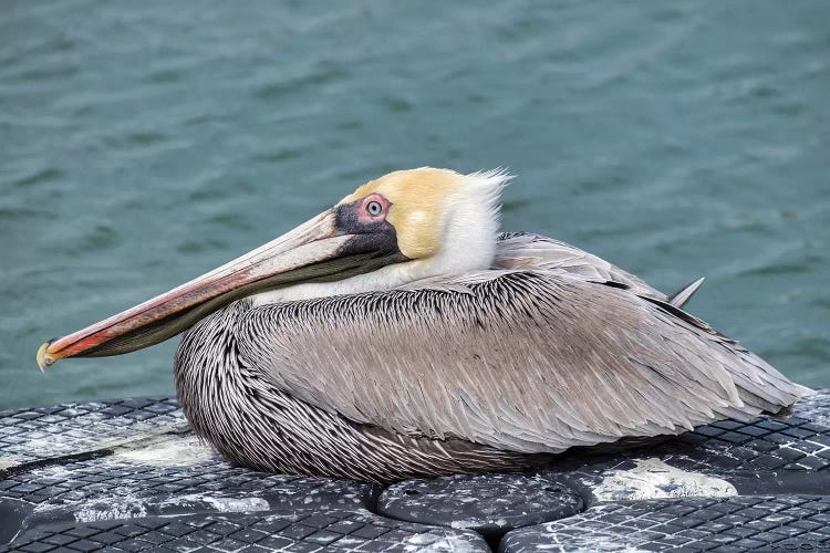 Brown pelican, New Smyrna Beach, Florida, USA