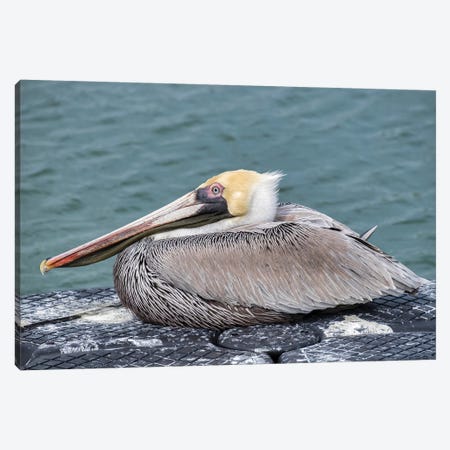 Brown pelican, New Smyrna Beach, Florida, USA Canvas Print #LEN6} by Lisa S. Engelbrecht Art Print