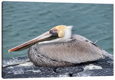Brown pelican, New Smyrna Beach, Florida, USA Canvas Art Print