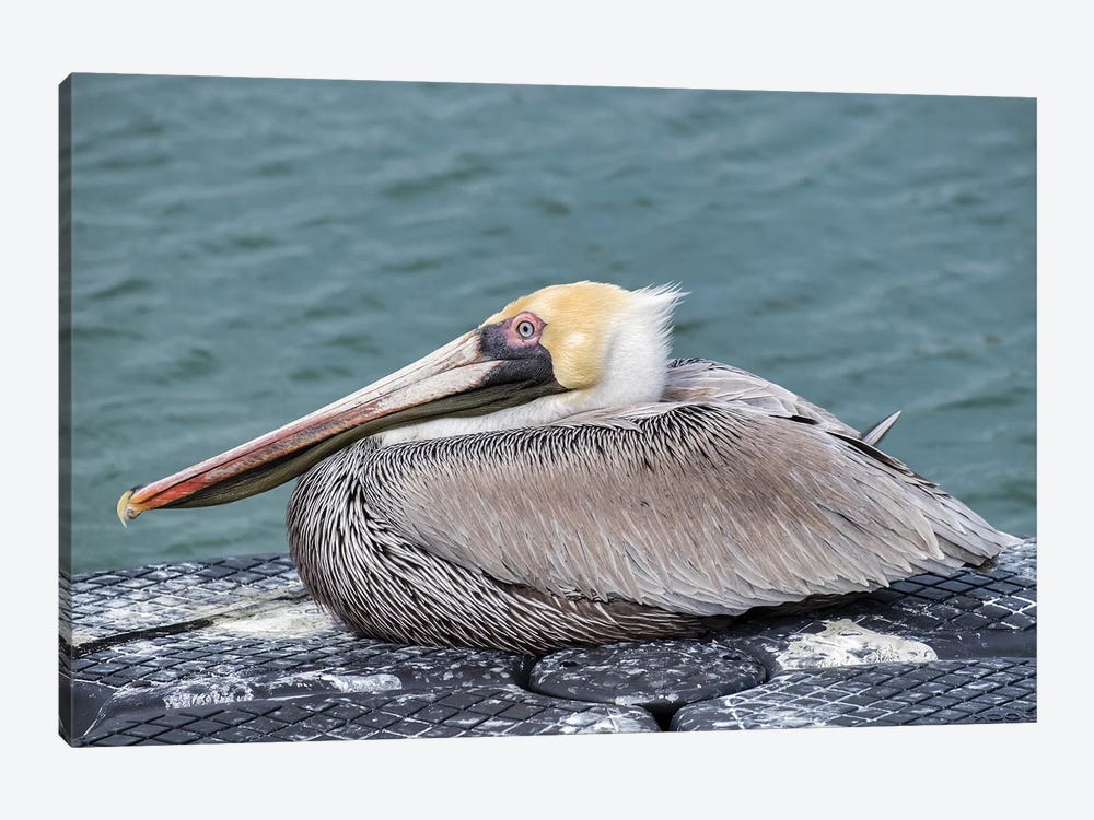 Brown pelican, New Smyrna Beach, Florida, USA by Lisa S. Engelbrecht 1-piece Canvas Art
