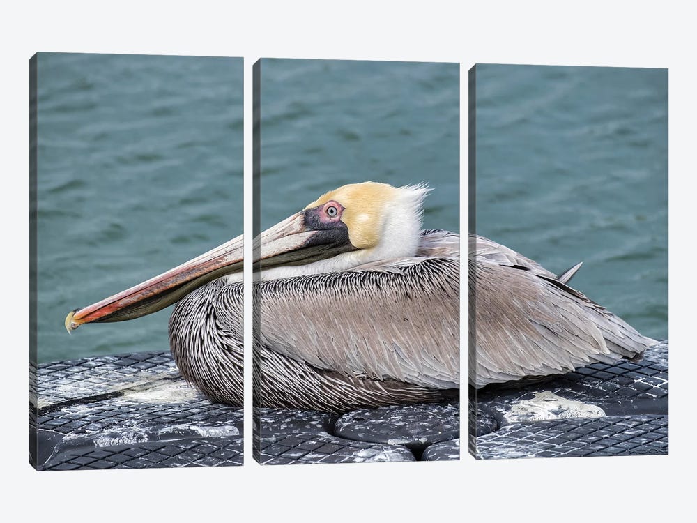 Brown pelican, New Smyrna Beach, Florida, USA by Lisa S. Engelbrecht 3-piece Canvas Wall Art
