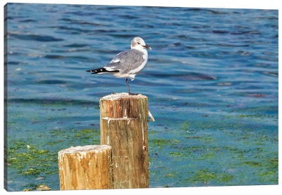 Seagull on a piling, Florida, USA Canvas Art Print - Florida Art