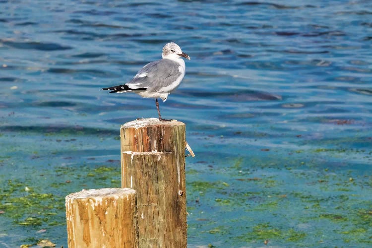 Seagull on a piling, Florida, USA
