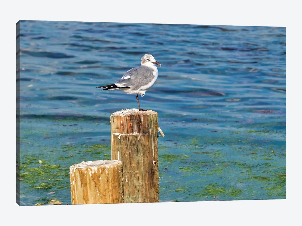 Seagull on a piling, Florida, USA by Lisa S. Engelbrecht 1-piece Canvas Print