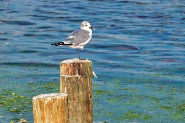 Seagull on a piling, Florida, USA